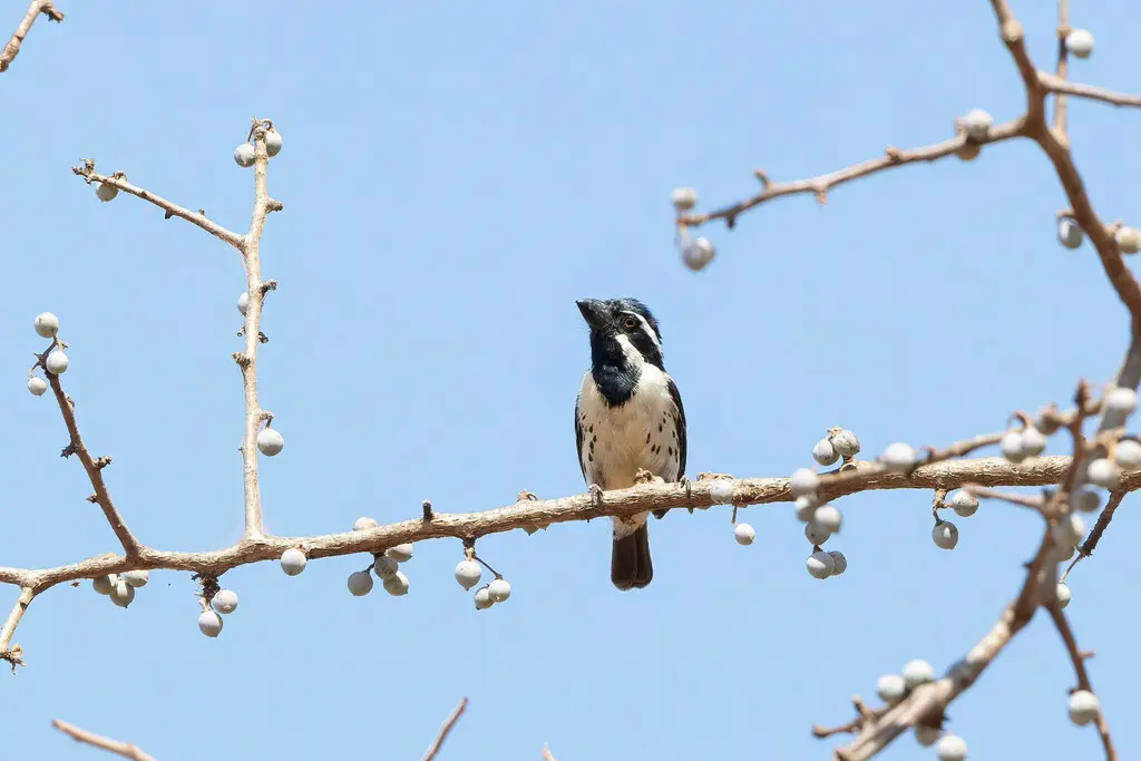 斑胁拟啄木鸟(Tricholaema lacrymosa)