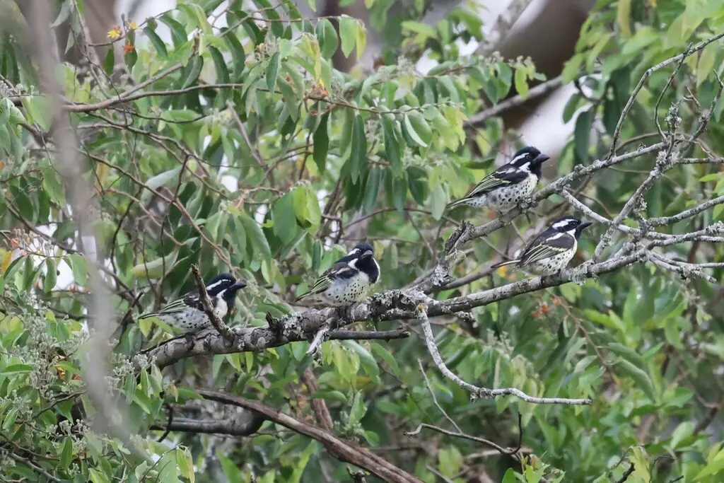 斑胁拟啄木鸟(Tricholaema lacrymosa)