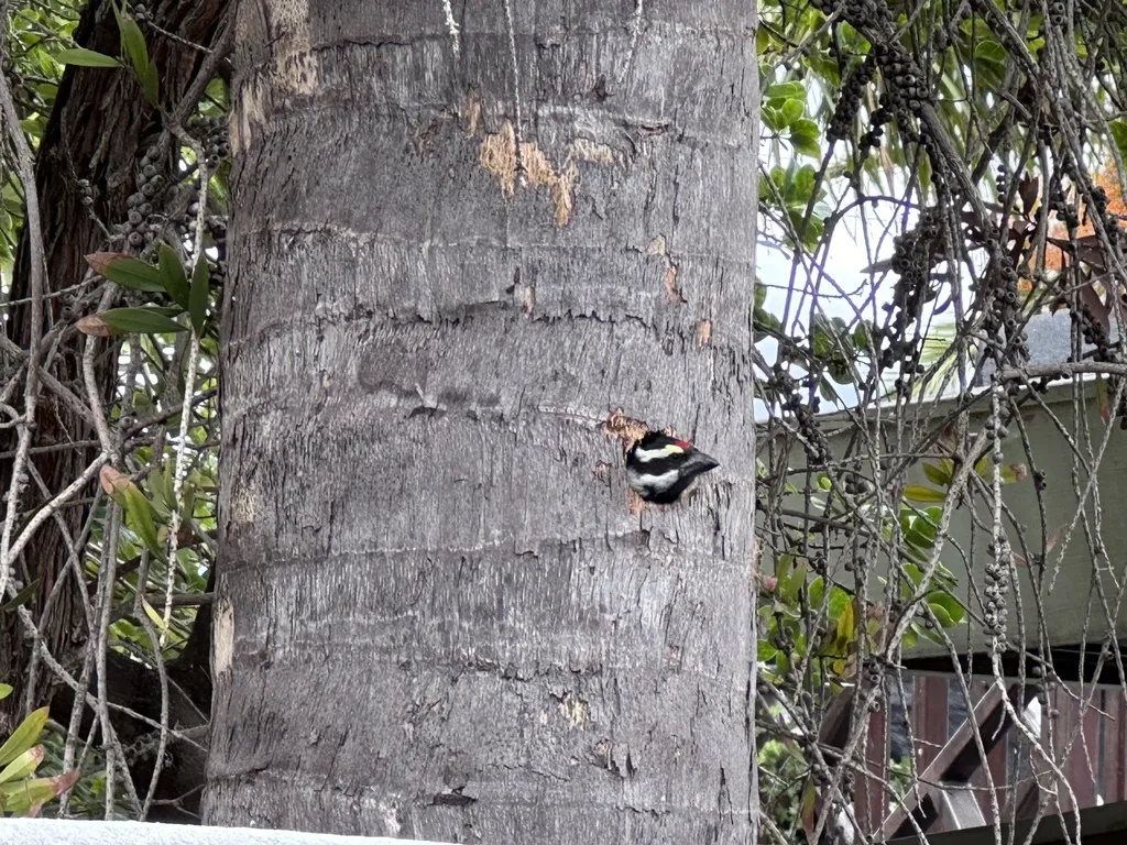 斑拟啄木鸟（Tricholaema leucomelas）