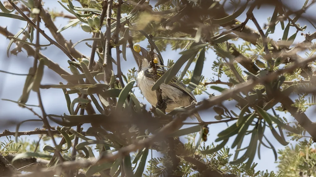 黑喉拟啄木鸟(Tricholaema melanocephala)