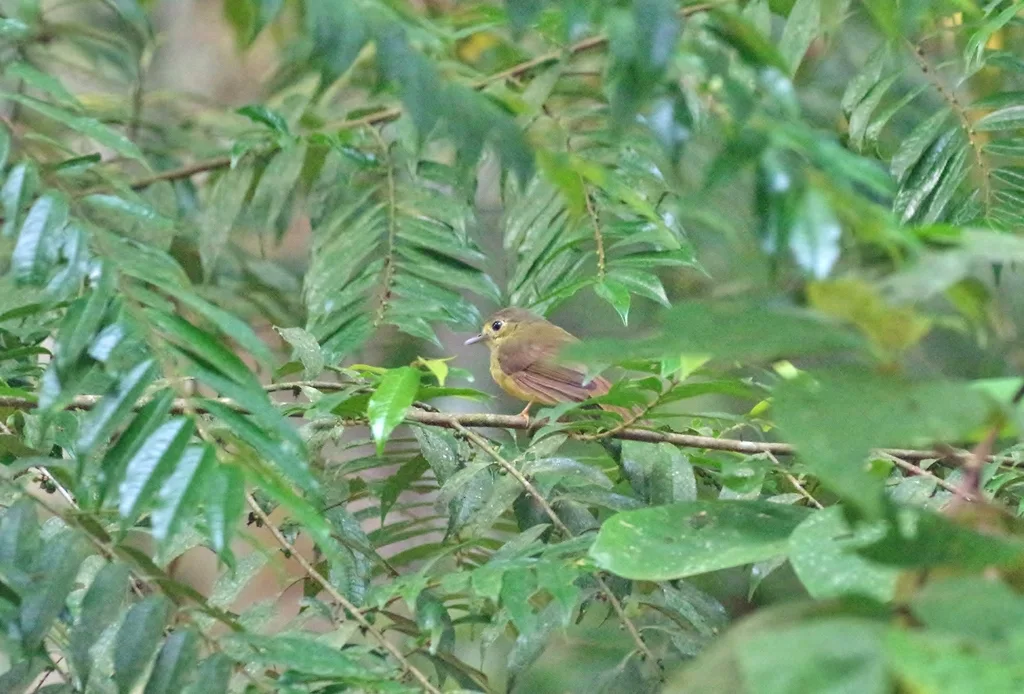 丝背鹎(Tricholestes criniger)