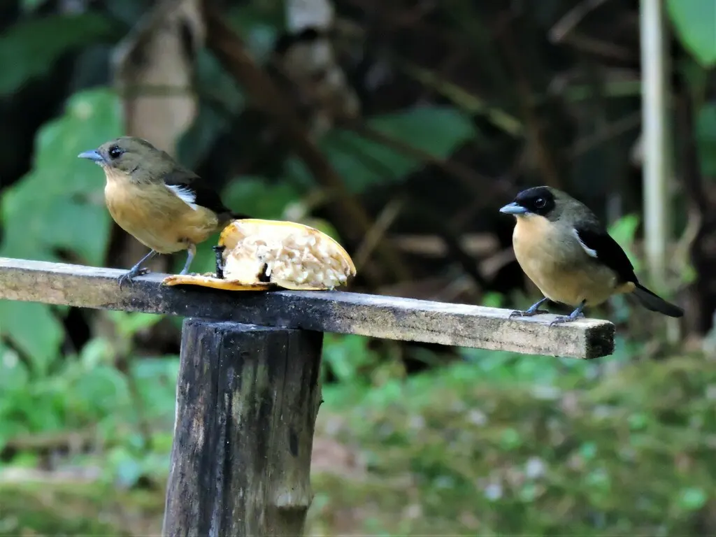 黑脸唐拉格雀(Trichothraupis melanops)