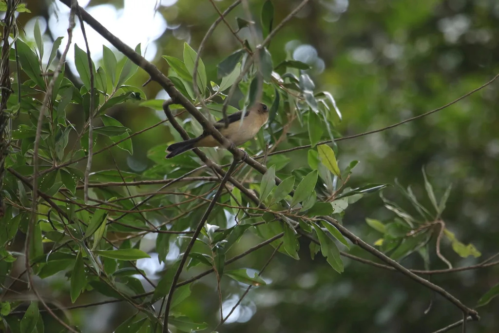 黑脸唐拉格雀(Trichothraupis melanops)