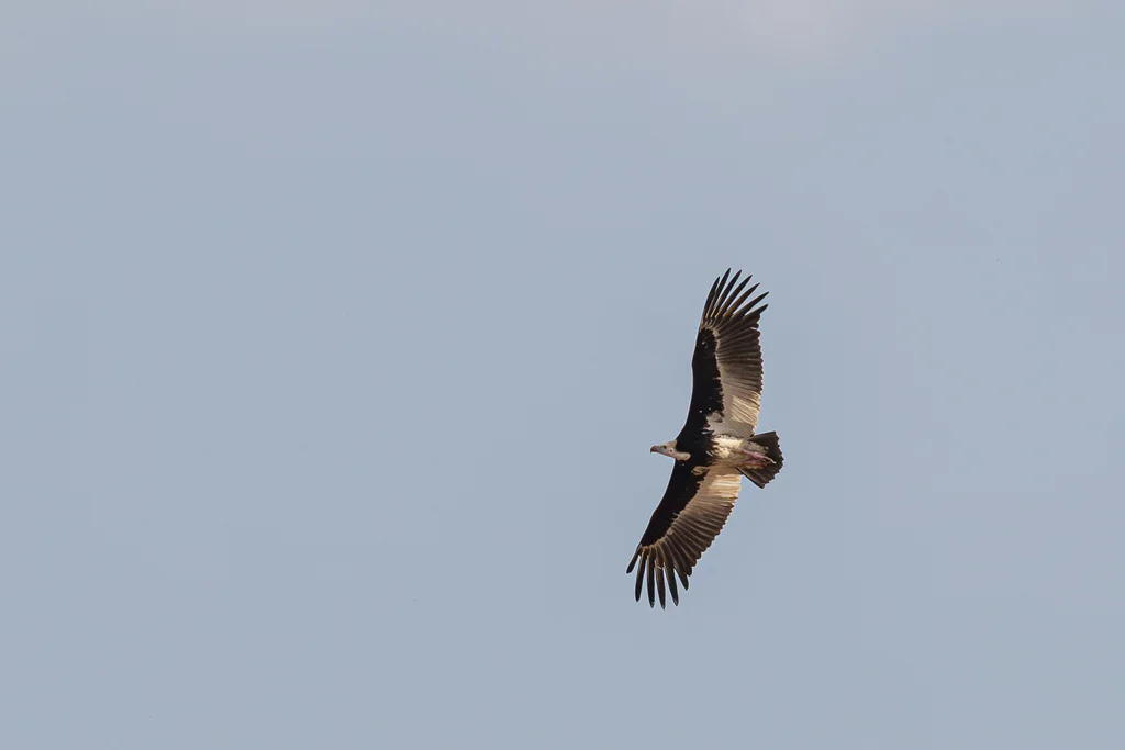 白头秃鹫(Trigonoceps occipitalis)