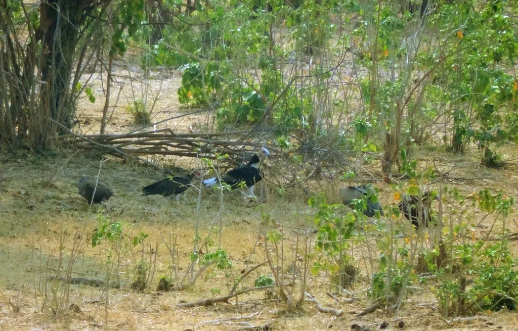 白头秃鹫(Trigonoceps occipitalis)
