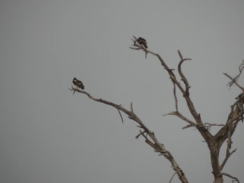 白头秃鹫(Trigonoceps occipitalis)