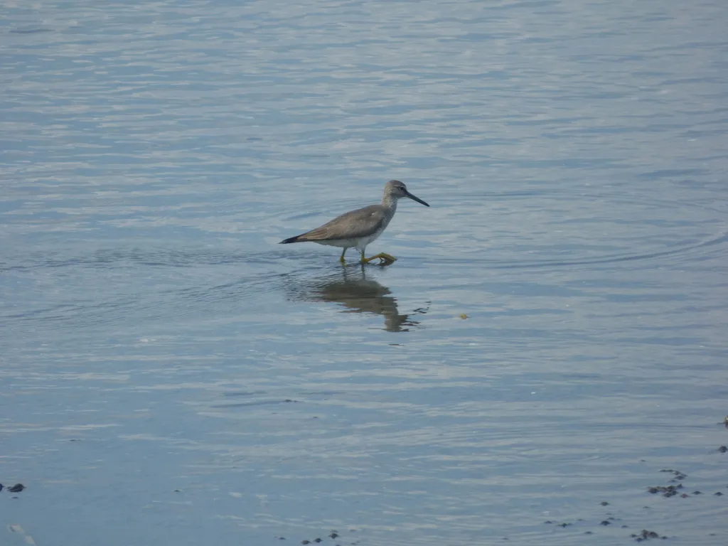 灰尾漂鹬(Tringa brevipes)