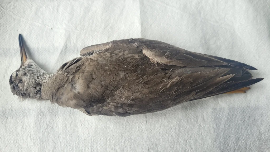 灰尾漂鹬(Tringa brevipes)