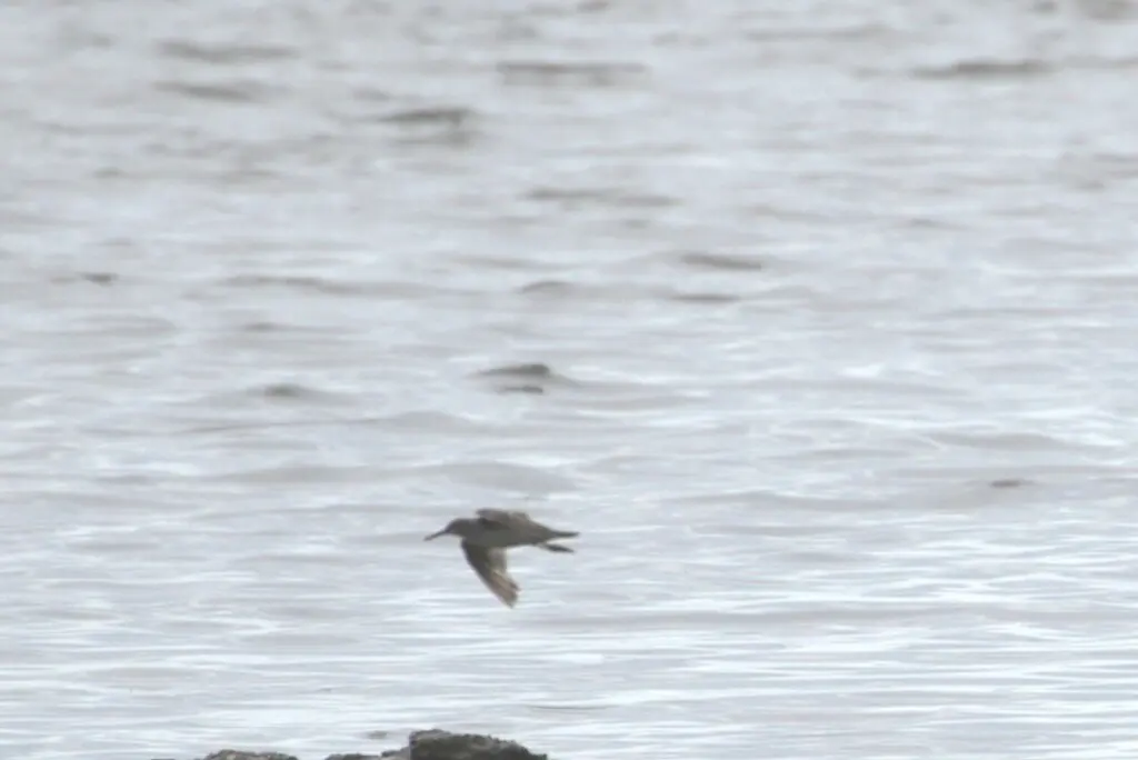 灰尾漂鹬(Tringa brevipes)
