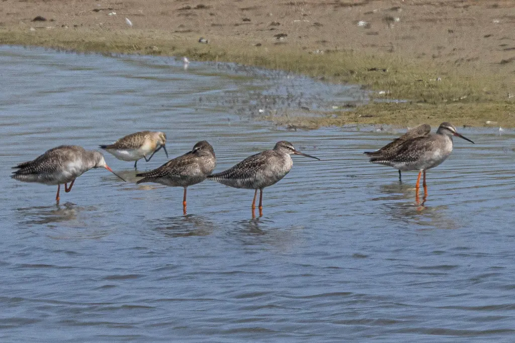 鹤鹬(Tringa erythropus)