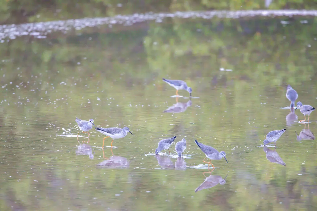 小黄脚鹬(Tringa flavipes)