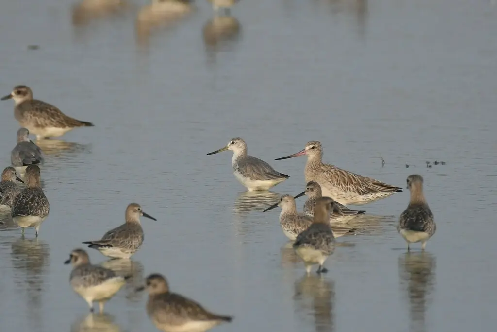 小青脚鹬(Tringa guttifer)