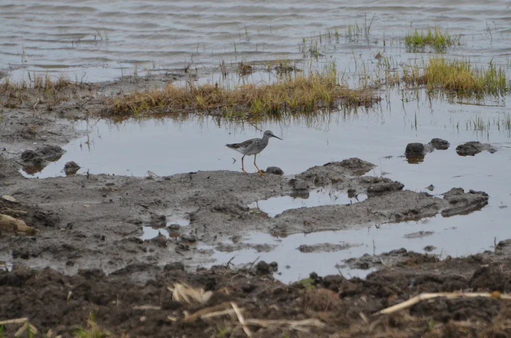 大黄脚鹬(Tringa melanoleuca)
