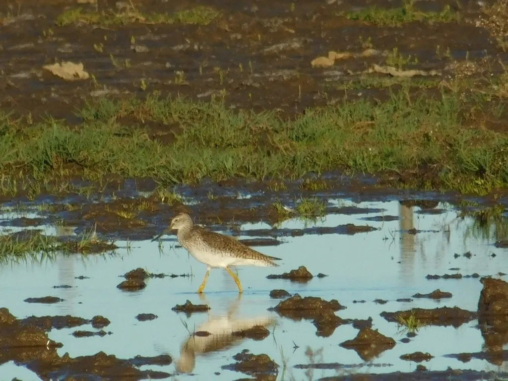 大黄脚鹬(Tringa melanoleuca)