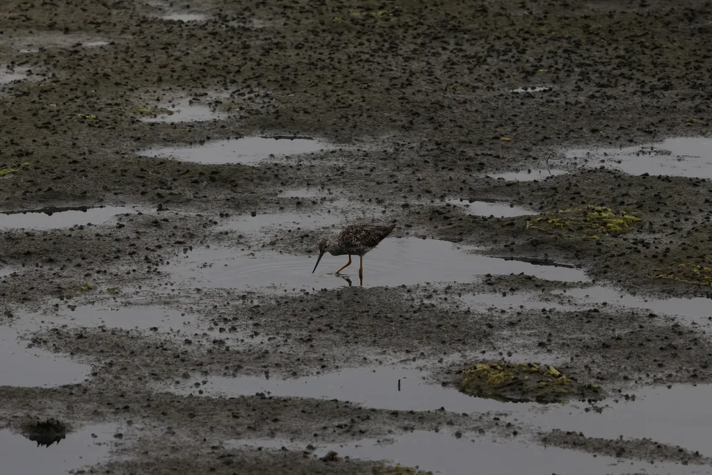 大黄脚鹬(Tringa melanoleuca)