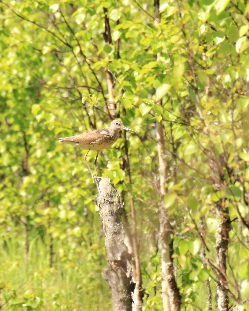 青脚鹬(Tringa nebularia)