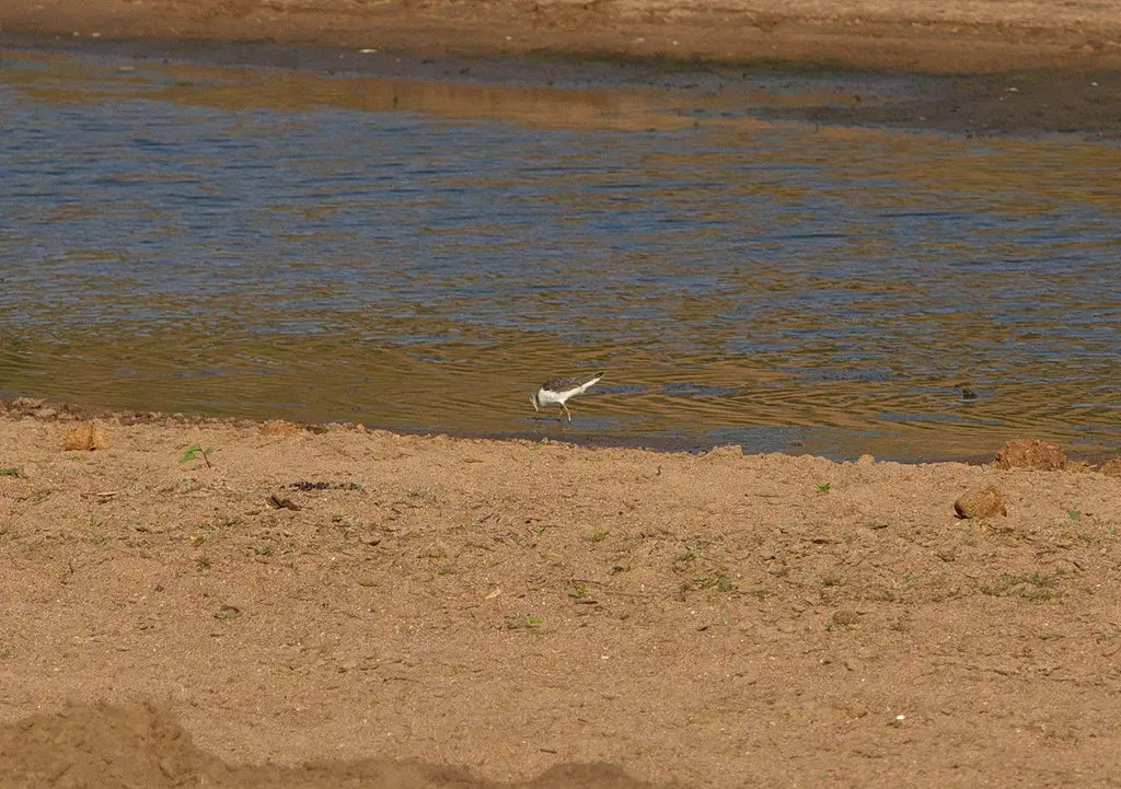 青脚鹬(Tringa nebularia)
