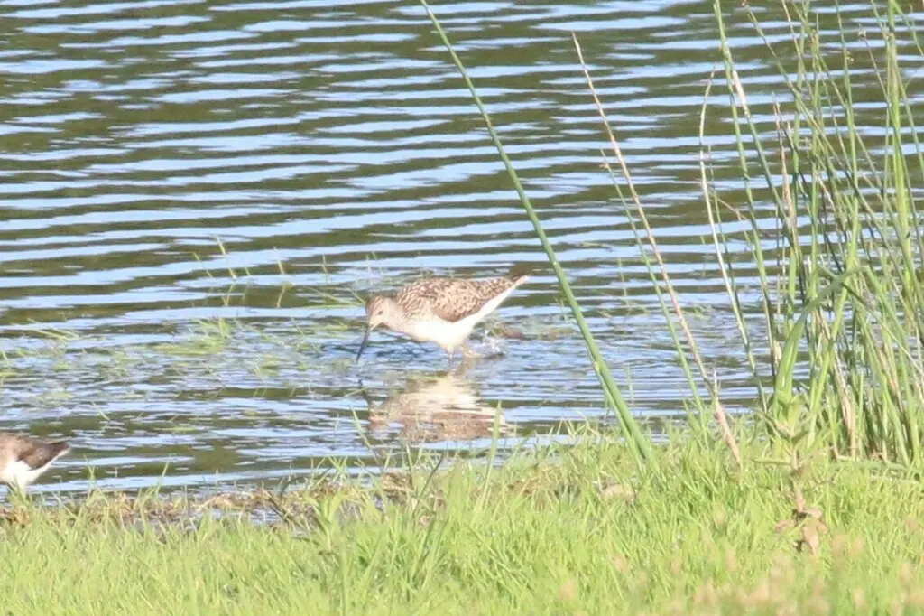 泽鹬(Tringa stagnatilis)