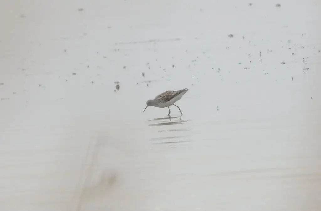 泽鹬(Tringa stagnatilis)