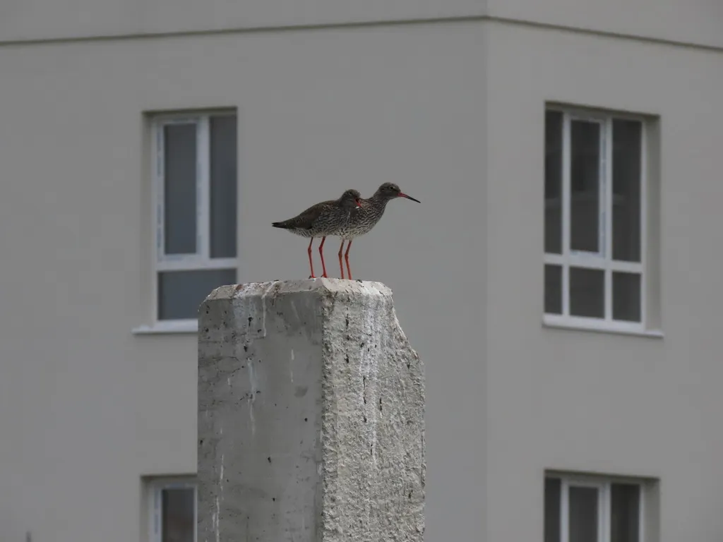 红脚鹬(Tringa totanus)