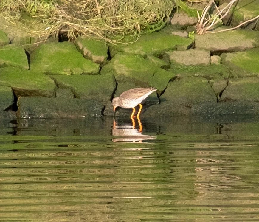 红脚鹬(Tringa totanus)