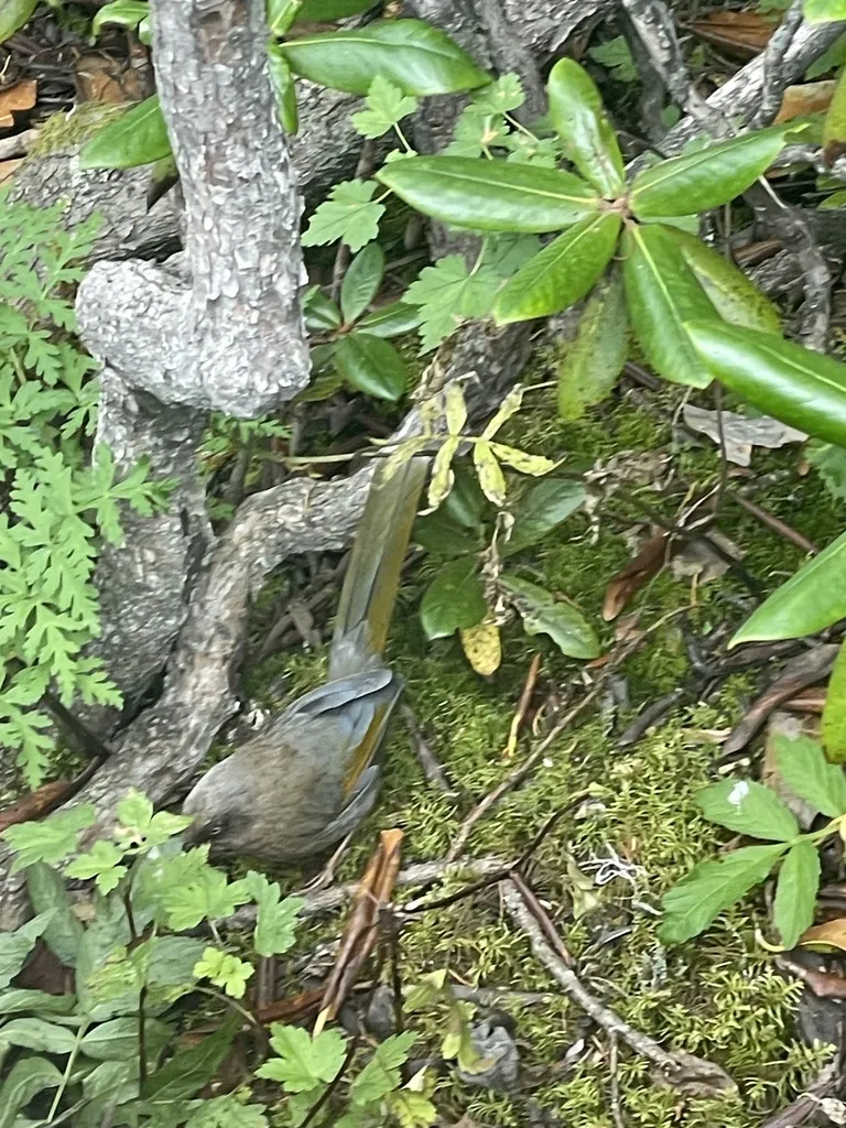 橙翅噪鹛(Trochalopteron elliotii)