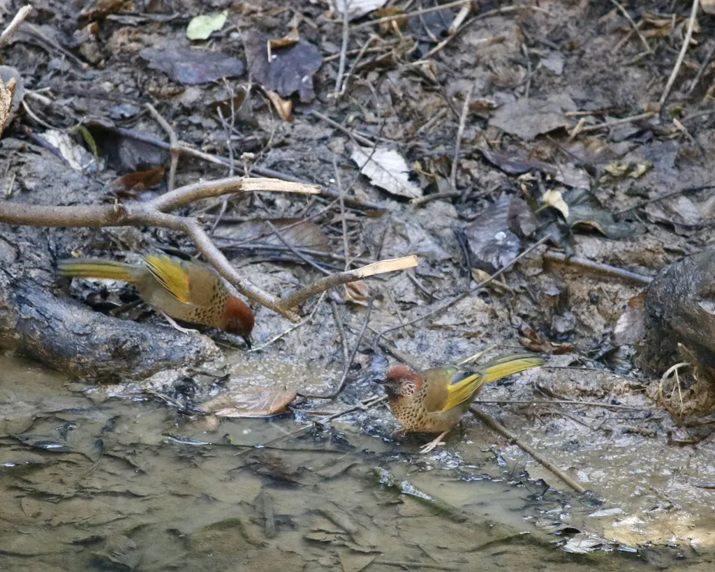 红头噪鹛(Trochalopteron erythrocephalum)