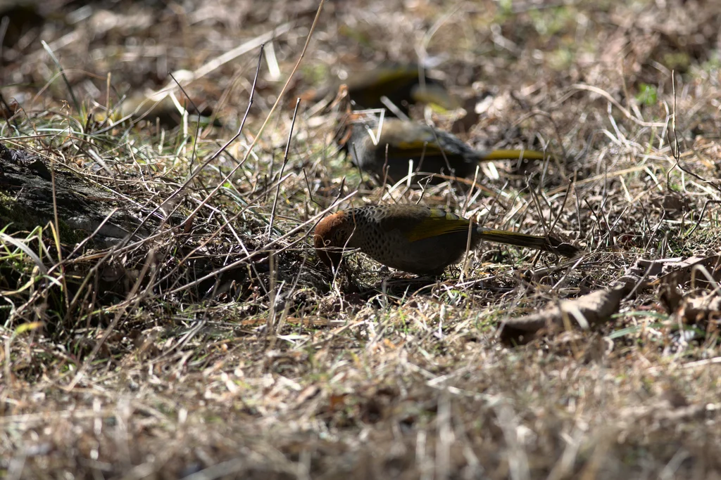 红头噪鹛(Trochalopteron erythrocephalum)