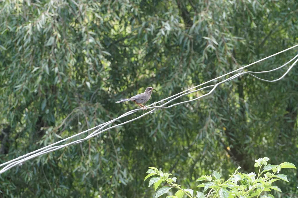 灰腹噪鹛(Trochalopteron henrici)