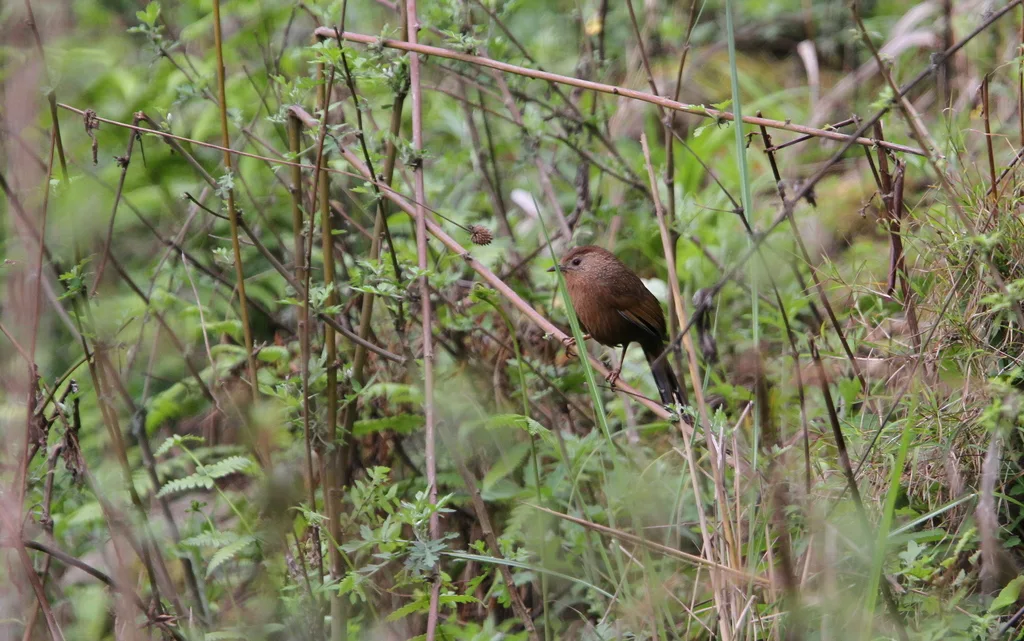丽星噪鹛(Trochalopteron imbricatum)