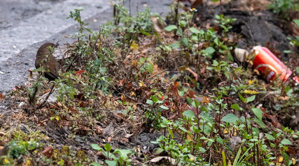 丽星噪鹛(Trochalopteron imbricatum)