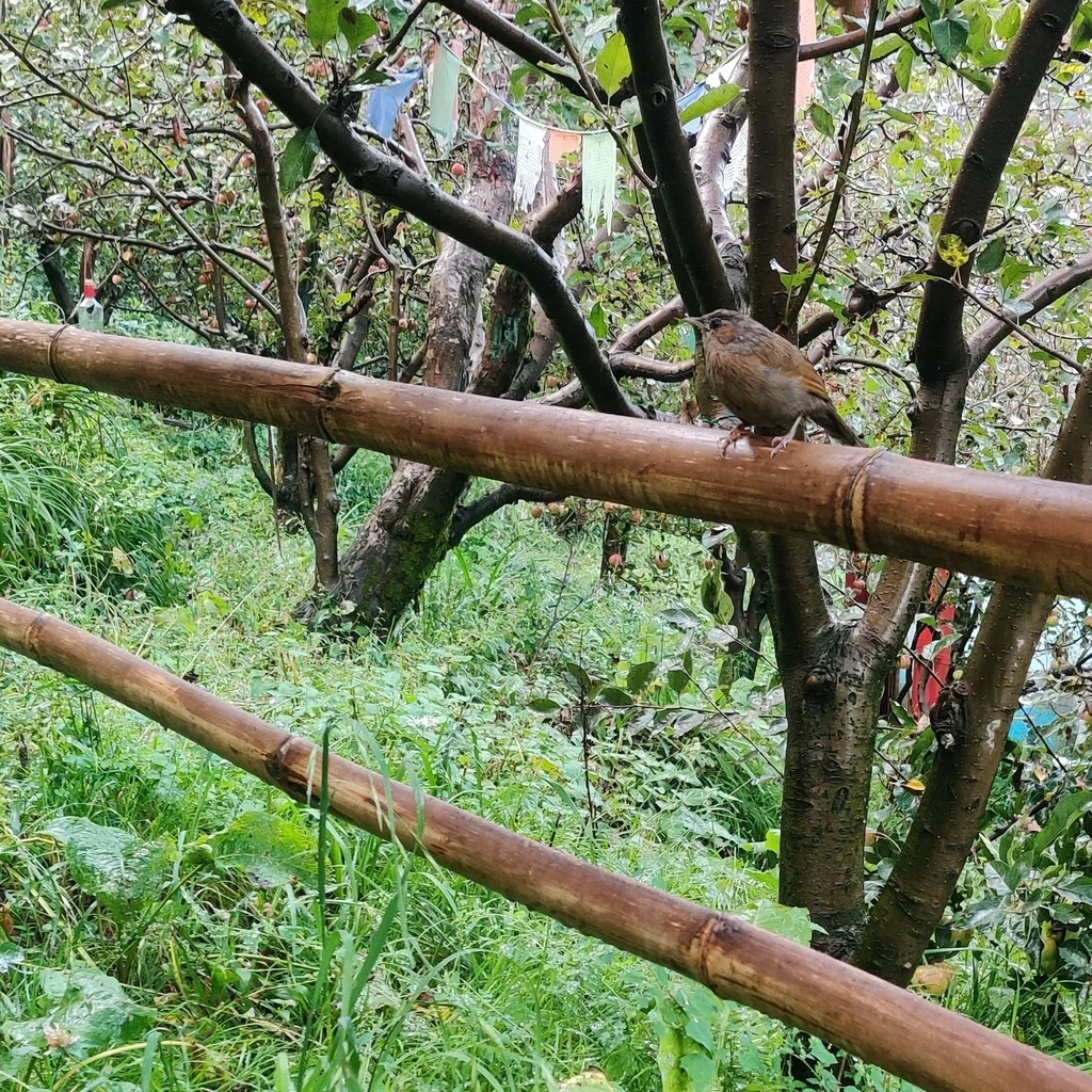 细纹噪鹛(Trochalopteron lineatum)