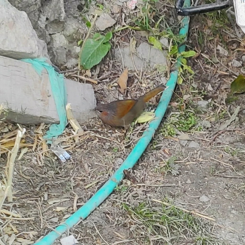 细纹噪鹛(Trochalopteron lineatum)