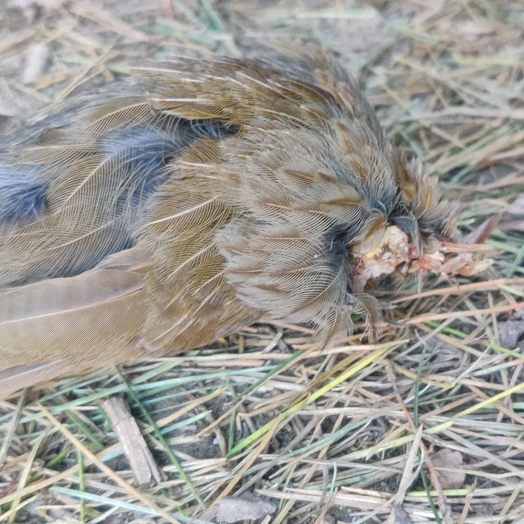 细纹噪鹛(Trochalopteron lineatum)