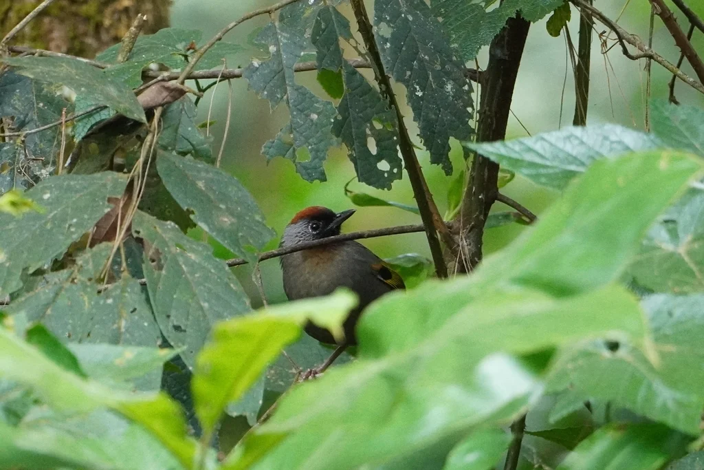 银耳噪鹛(Trochalopteron melanostigma)