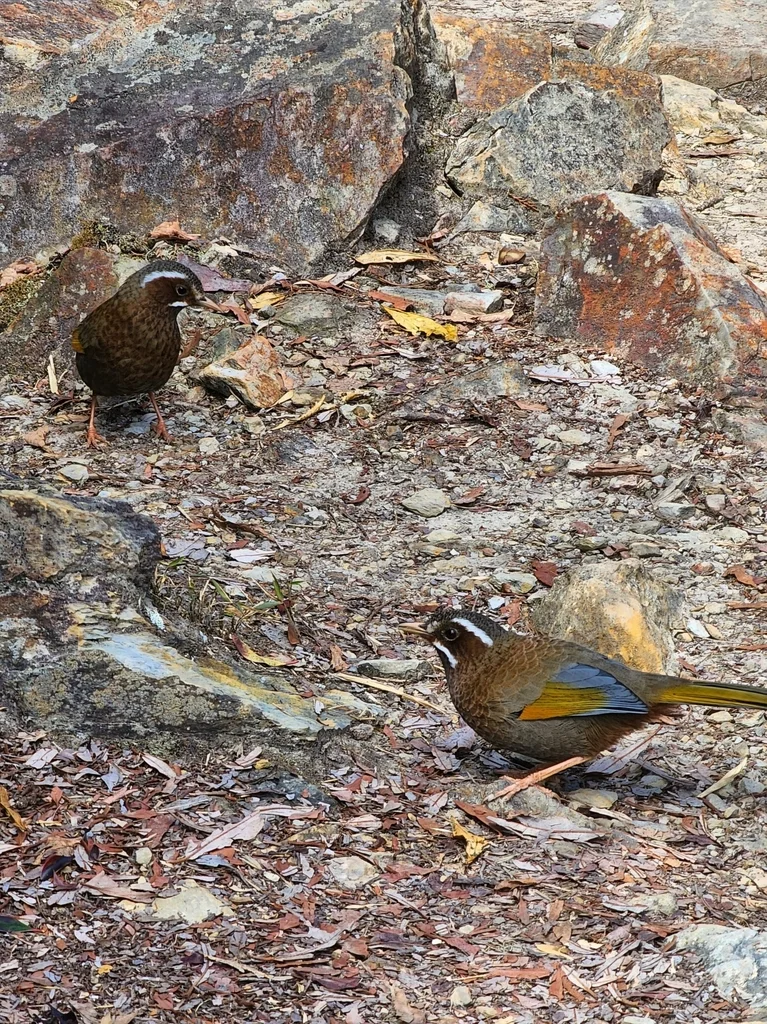 玉山噪鹛(Trochalopteron morrisonianum)