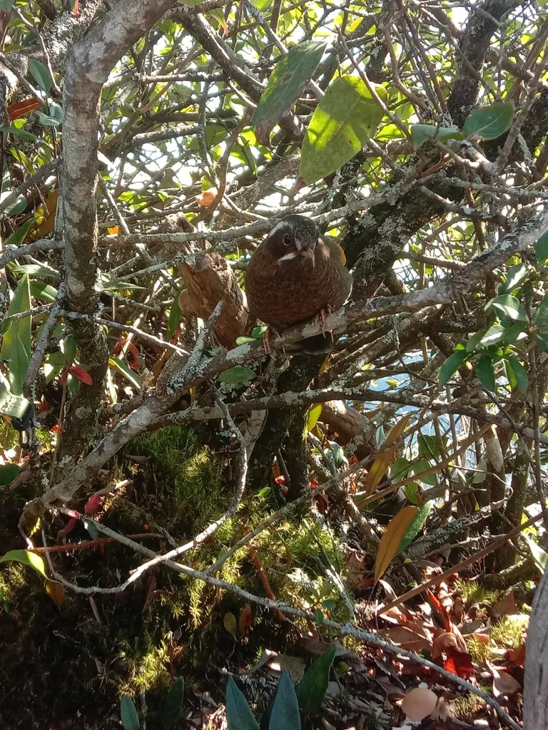 玉山噪鹛(Trochalopteron morrisonianum)