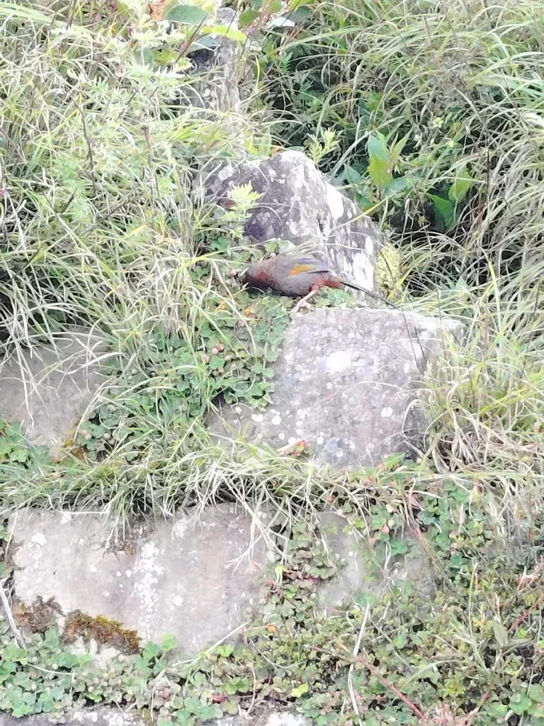 玉山噪鹛(Trochalopteron morrisonianum)