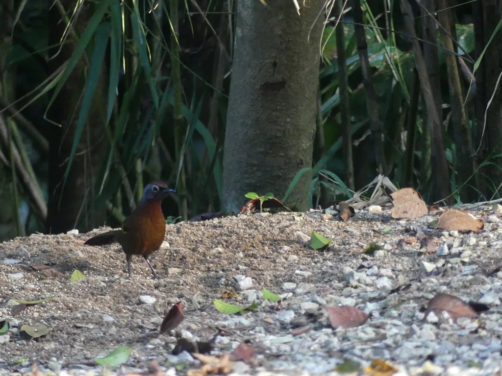 马来噪鹛(Trochalopteron peninsulae)