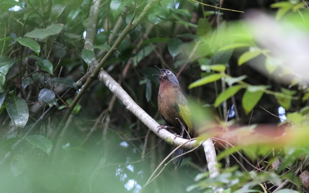 马来噪鹛(Trochalopteron peninsulae)