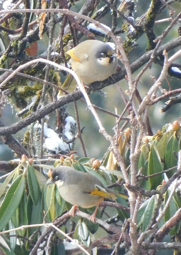 杂色噪鹛(Trochalopteron variegatum)