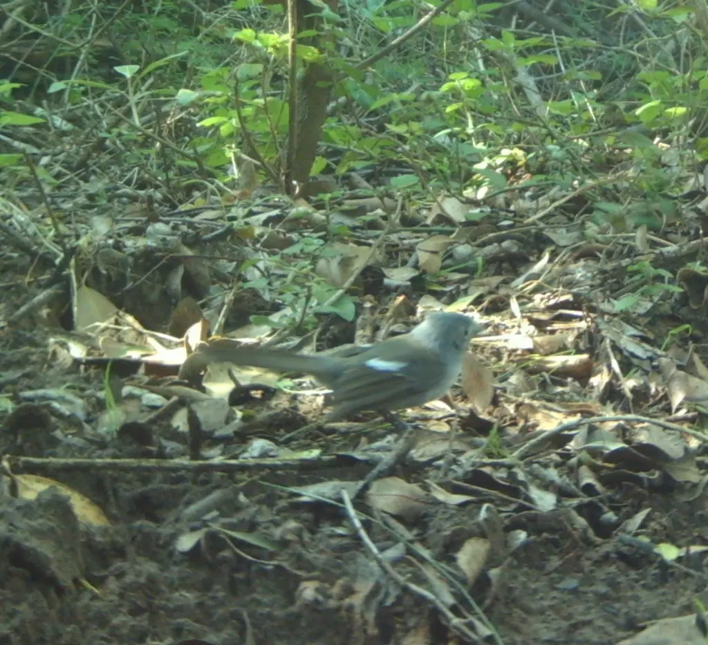 非洲凤头鹟(Trochocercus cyanomelas)