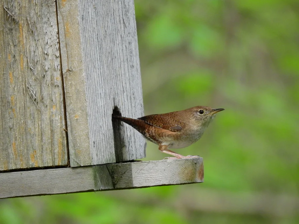 莺鹪鹩(Troglodytes aedon)