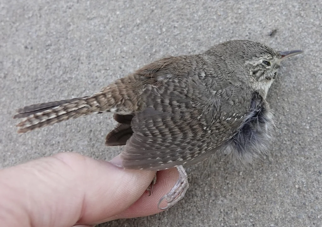 莺鹪鹩(Troglodytes aedon)