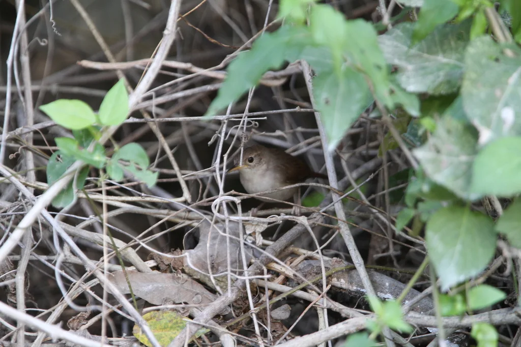 科岛鹪鹩（Troglodytes beani）