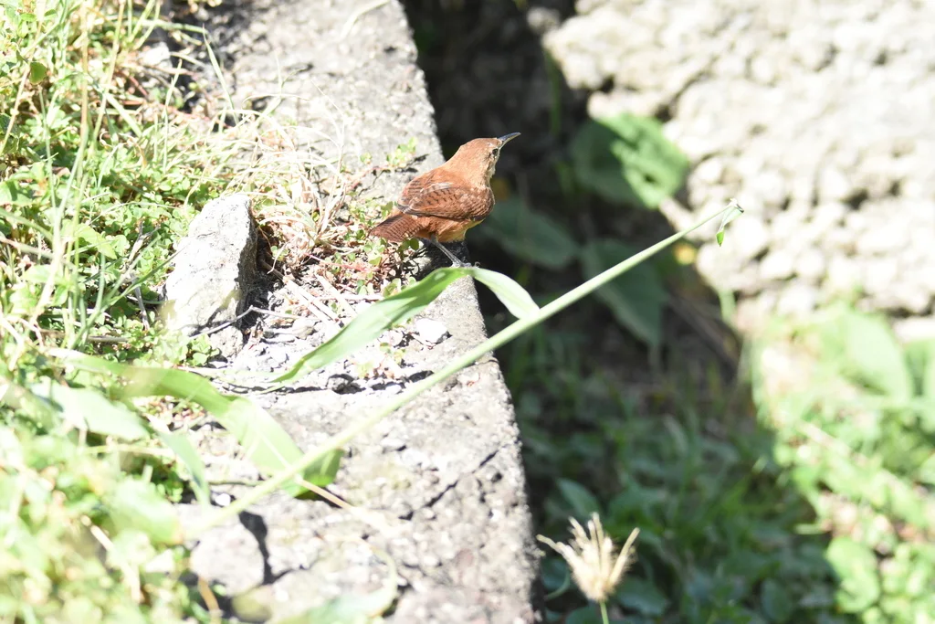 格林那达鹪鹩(Troglodytes grenadensis)