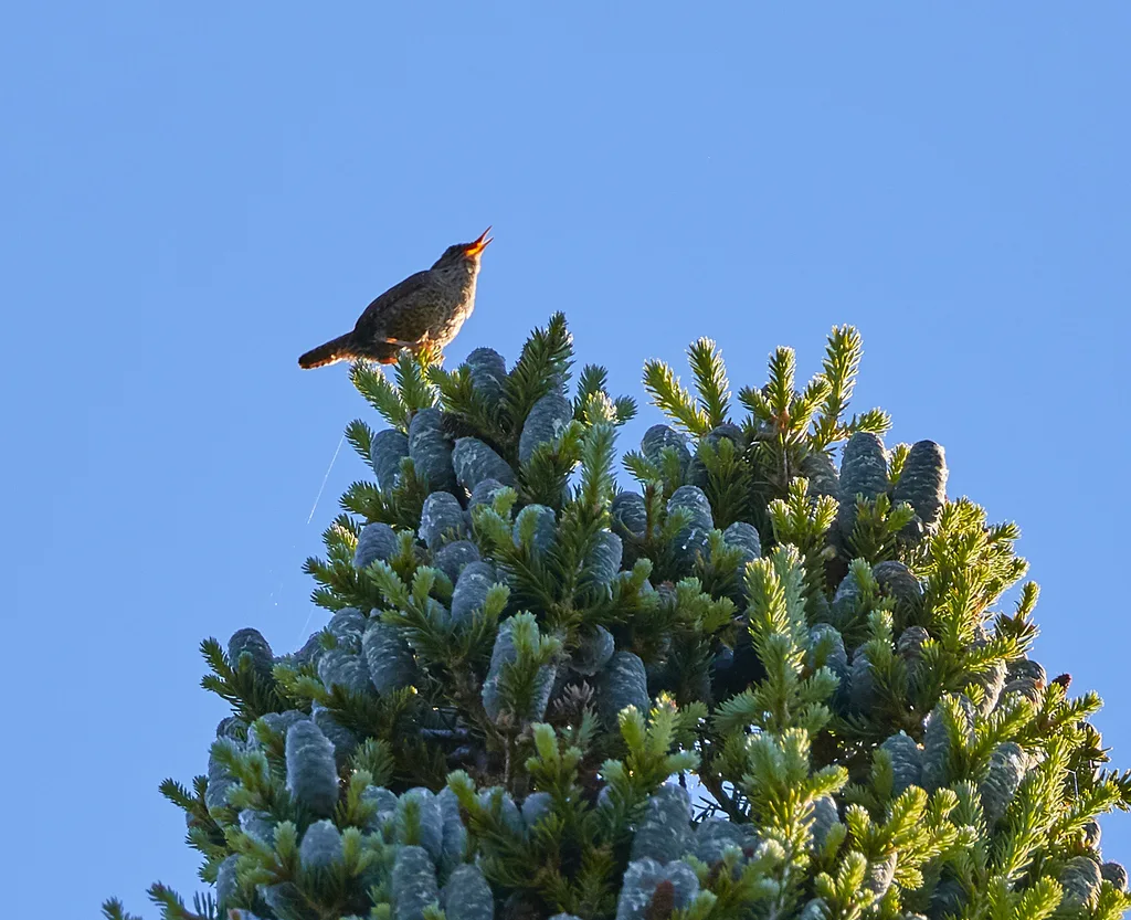 冬鹪鹩(Troglodytes hiemalis)