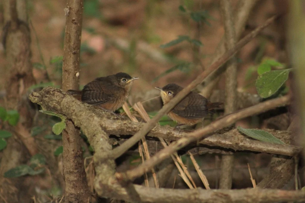 南鹪鹩（Troglodytes musculus）