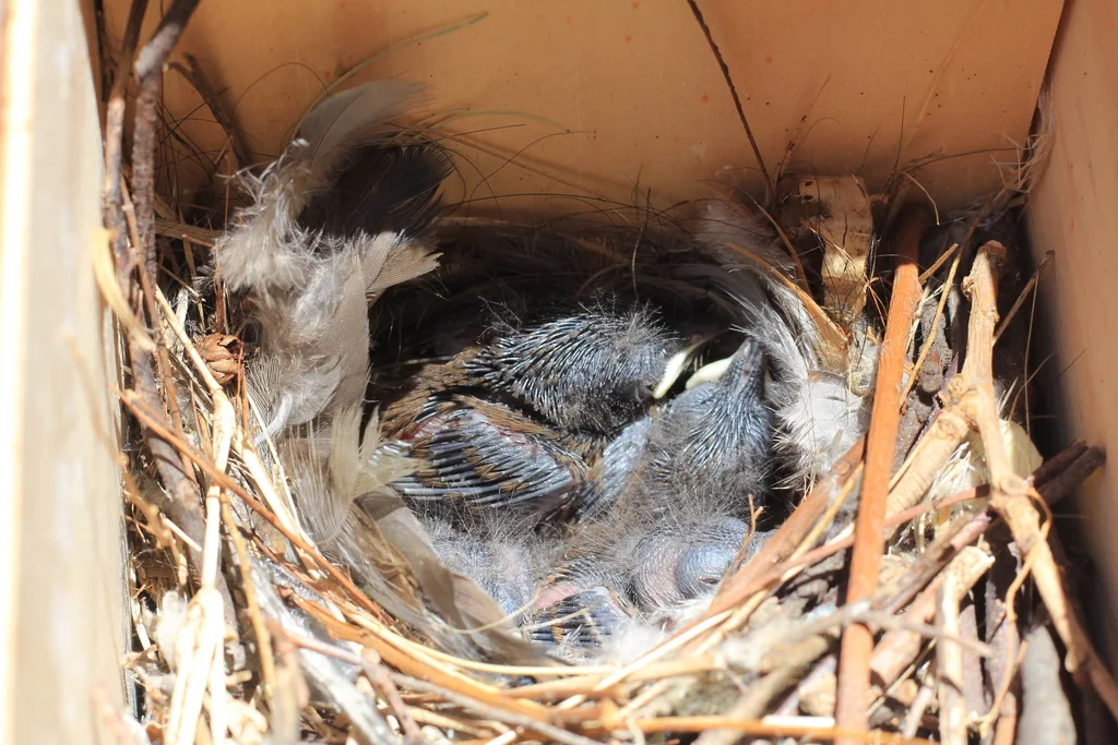 南鹪鹩（Troglodytes musculus）