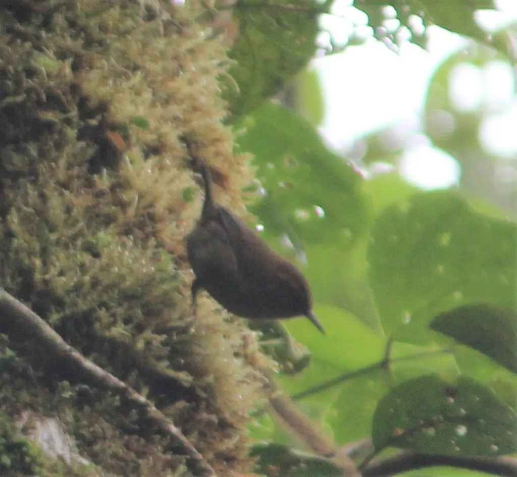 赭鹪鹩(Troglodytes ochraceus)